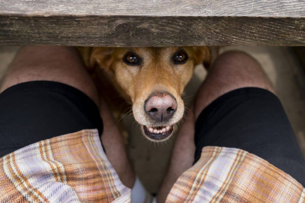 A senior Fox Red Labrador Retriever peeking under a picnic table between her unrecognizable owner's legs on a sunny summer's day.