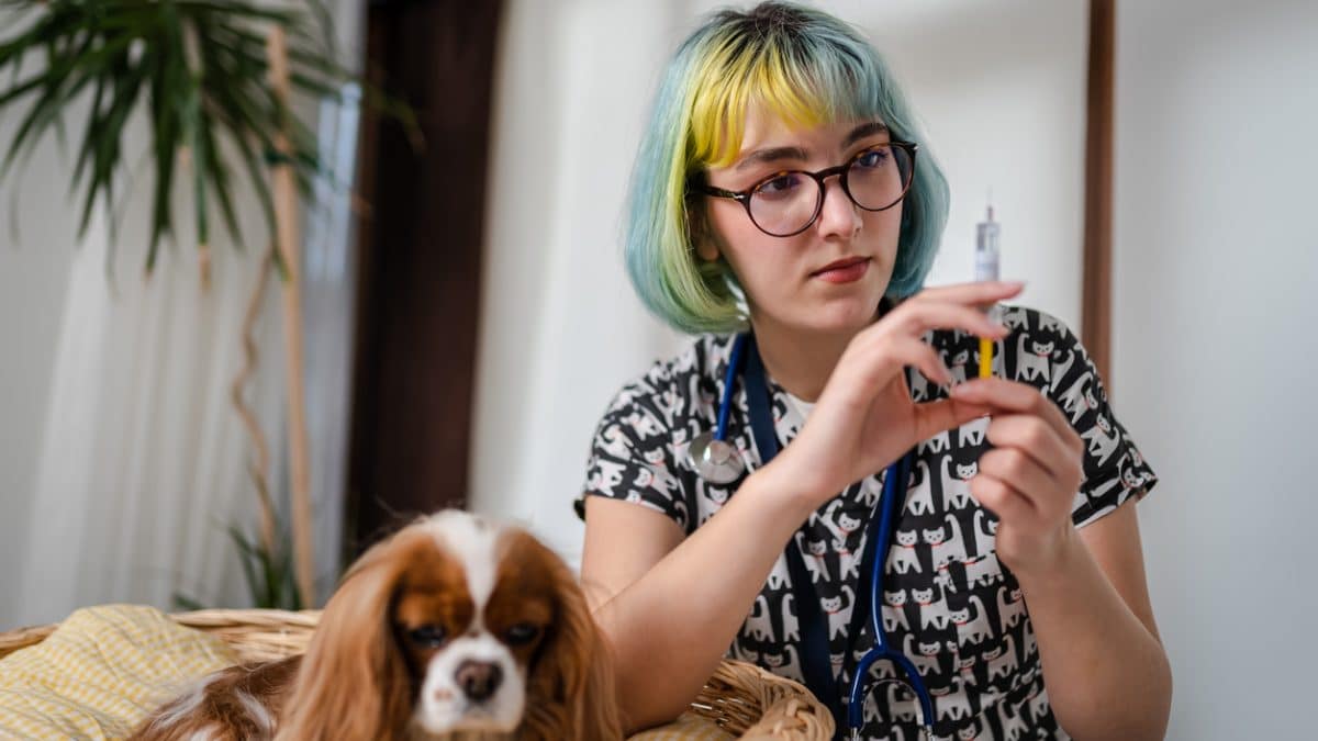 How Much Are Dog/Cat Vaccinations? Plus, Where to Find Low Cost Ones