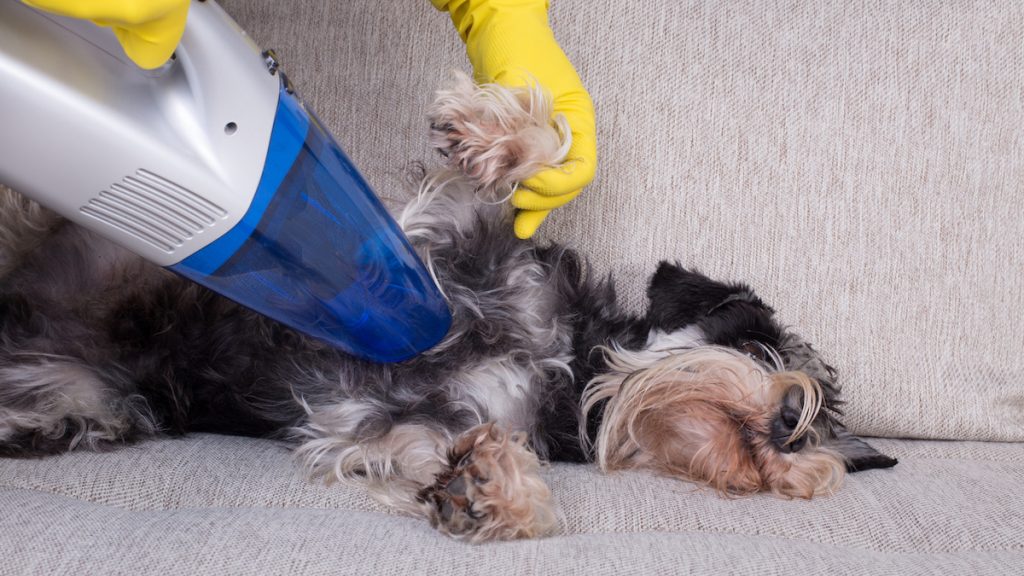 The 9 Best Handheld Pet Hair Vacuums for All Kinds of Messes