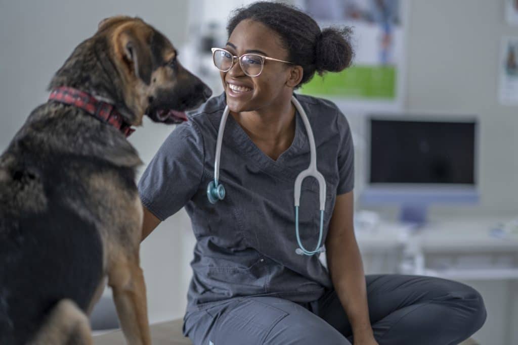 Un perro de raza grande, negro y marrón, se sienta erguido en una camilla durante una visita al veterinario. Está frente a la veterinaria de ascendencia africana, que lo acaricia e intenta que se sienta cómodo antes de empezar el reconocimiento.