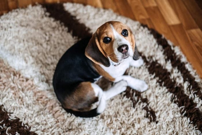 Beagle puppy curled on rug looking up
