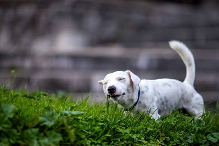 Dog eating grass with eyes closed