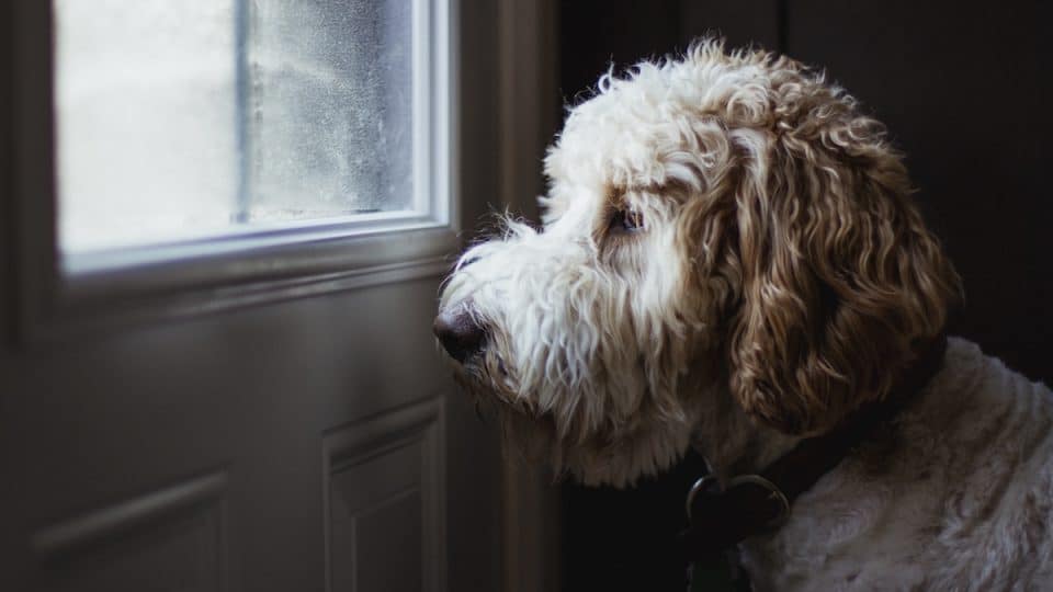 Doodle dog looking out the window from inside
