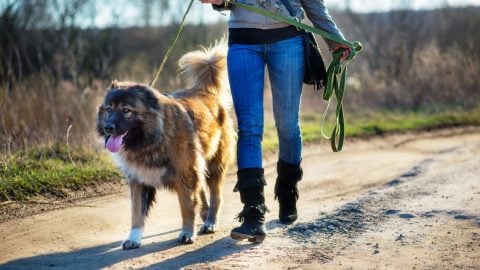 Person walking Caucasian Shepherd in field