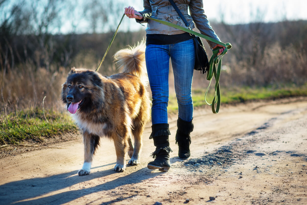 How Much Walking Does Your Large Pup Really Need?