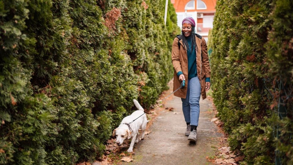 Person walking dog on street between trees