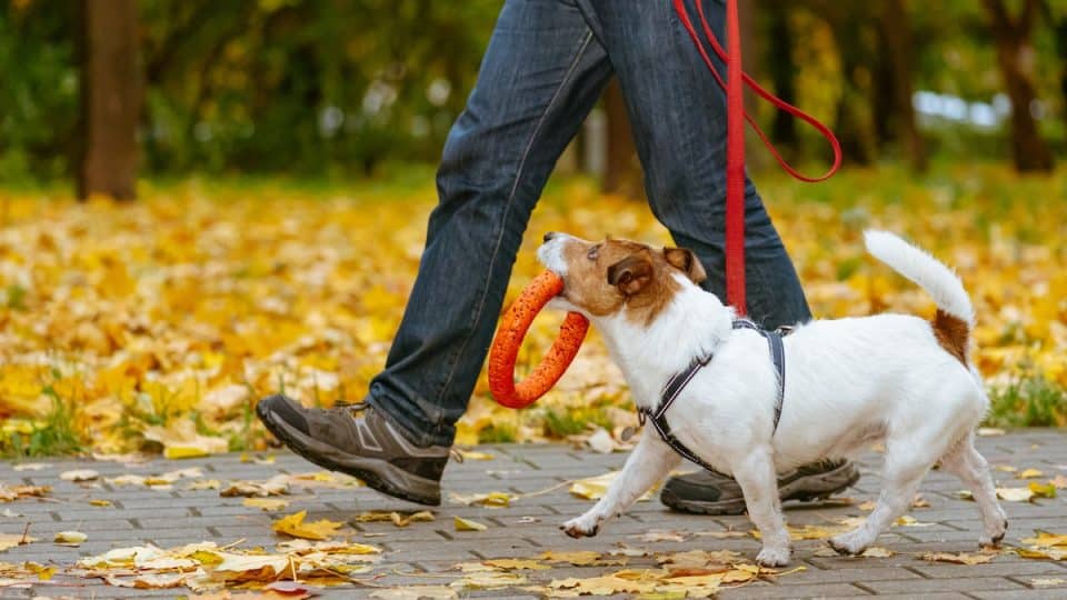 Person walking with Jack Russell Terrier dog on path with crunchy leaves