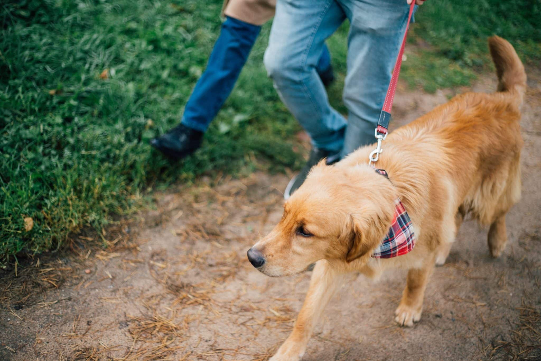 7 Gründe, warum Hunde ihr Revier markieren, und wie man