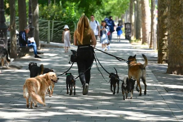 Walking several dogs on tree-lined street