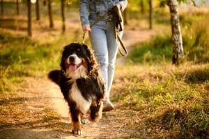 Dog walker with Bernese Mountain Dog on grassy trail