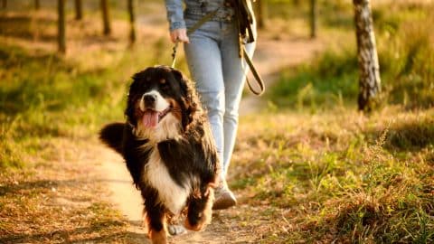 Dog walker with Bernese Mountain Dog on grassy trail