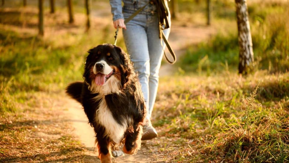 Dog walker with Bernese Mountain Dog on grassy trail