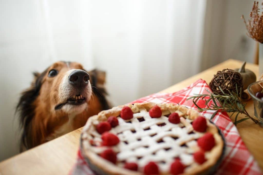 A dog wanting to eat raspberry pie