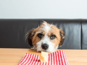 Small Mixed Breed dog with pieces of Cheese in front of his Nose, Looking into the Camera