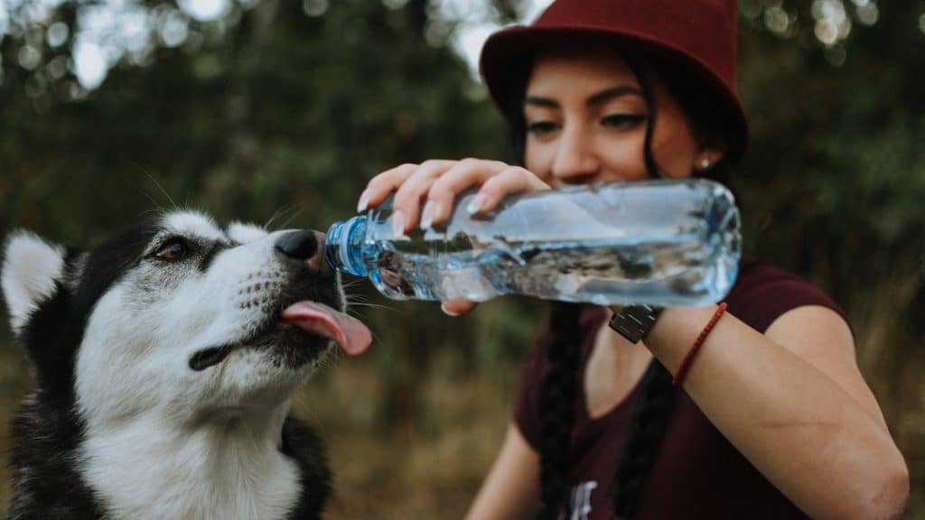 Husky drinking water from person's water bottle in park