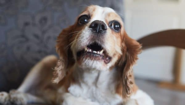 Small dog whimpering and whining