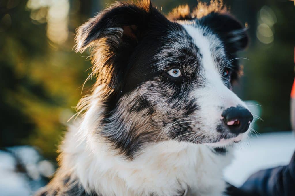 Close-up of black and white color border collie dog looking away