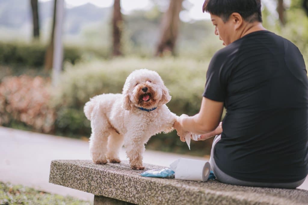 Asian chinese mid adult short hair female cleaning her pet dog toy poodle in public park bonding together morning
