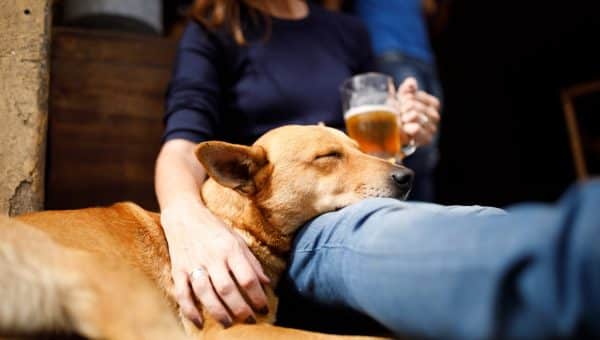 Dog asleep next to a beer