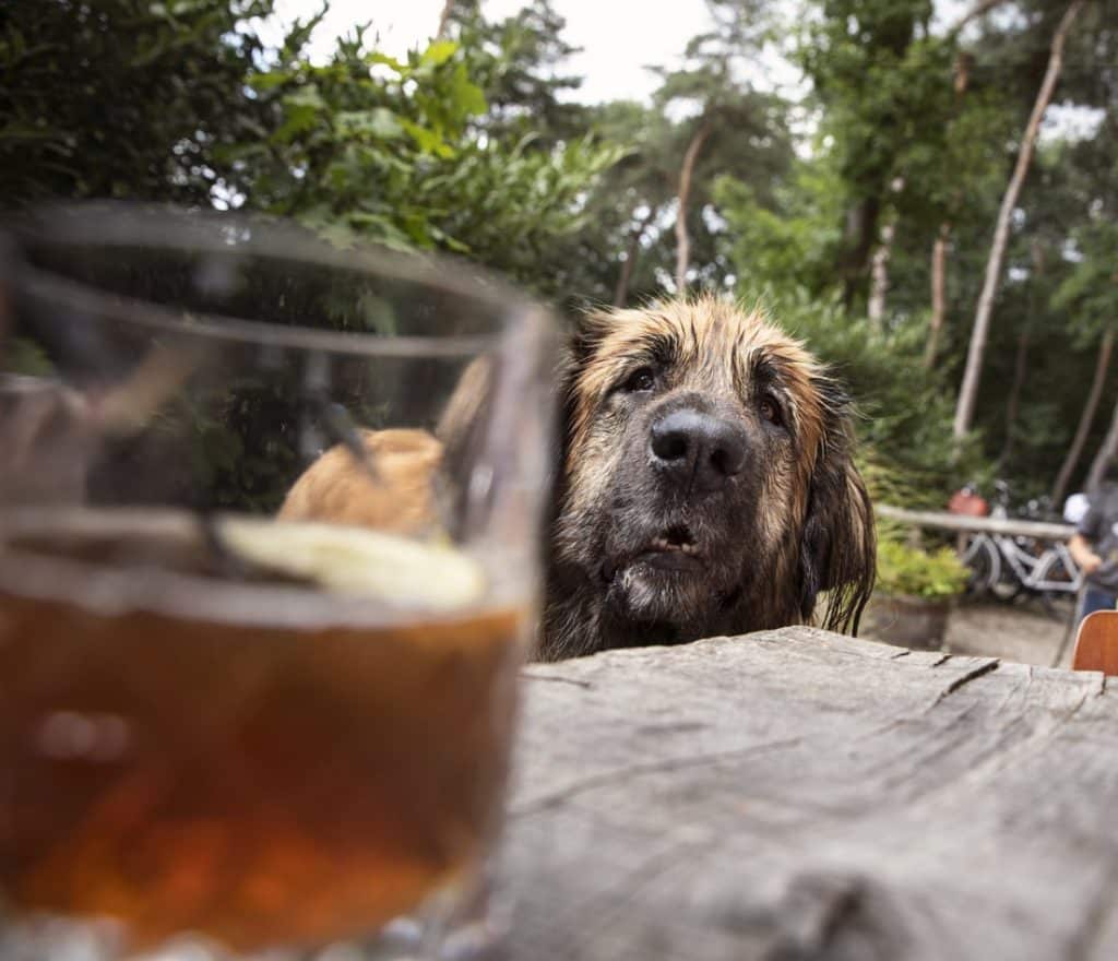 A dog ready to drink a dog-safe beverage