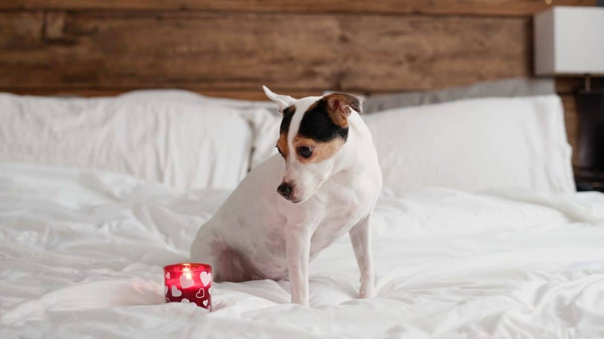 Are Candles Bad For Dogs?