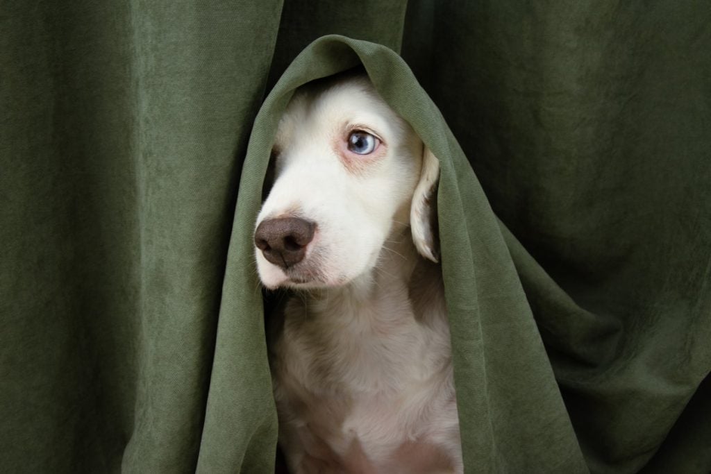 A scared dog hiding under blankets during a storm