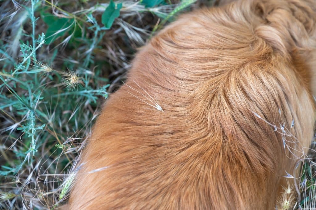Closeup of dog outside with foxtails in fur