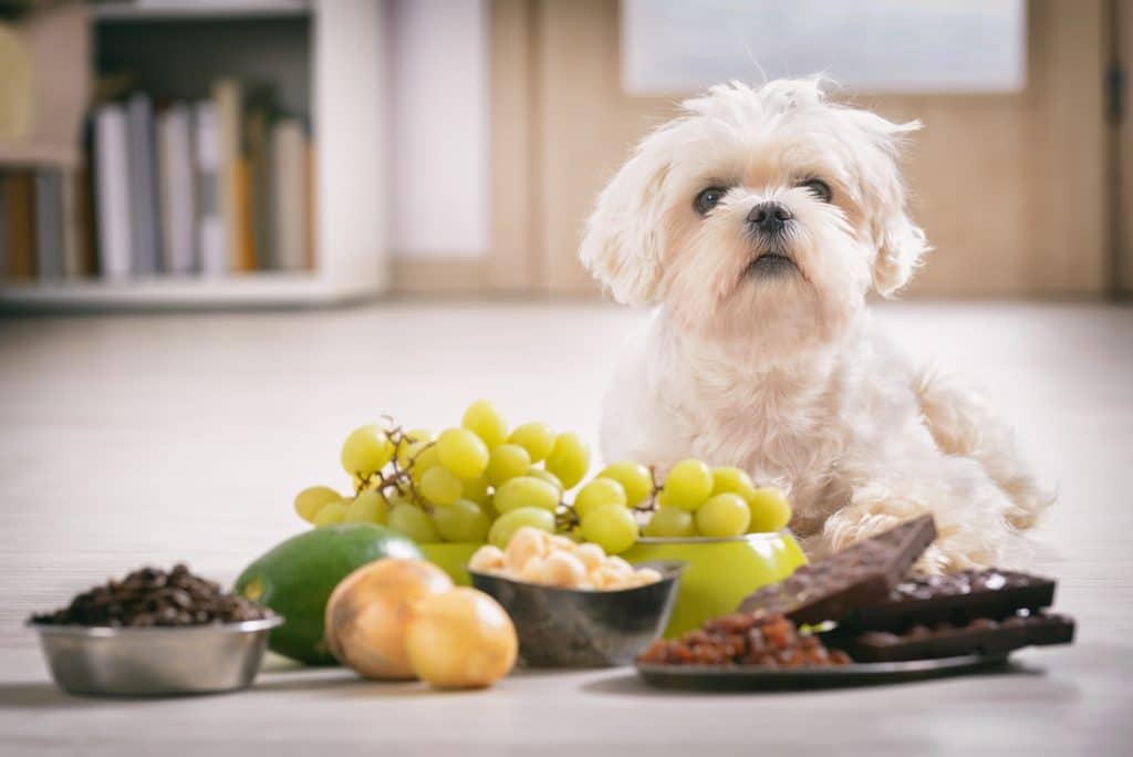 Dog sitting with grapes