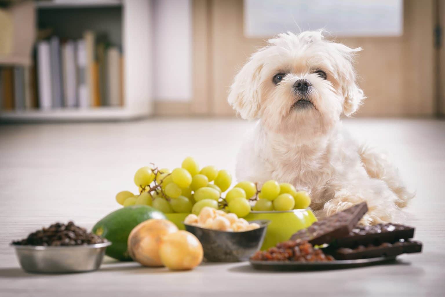 Fresh Look at Can Dogs Eat Grapes Toxicity Symptoms Prevention More
