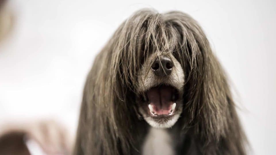 Long-haired dog with the hiccups