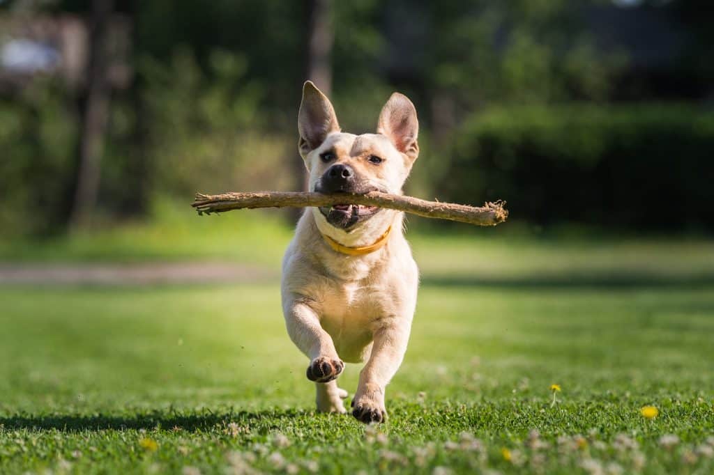 A dog carrying a stick in their mouth