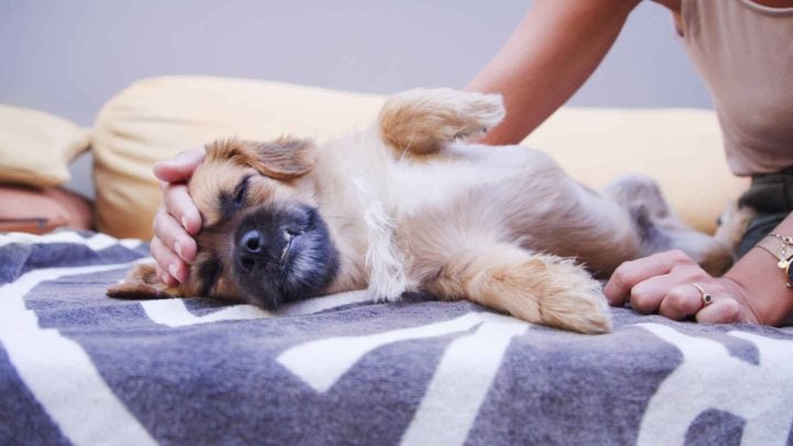 Bauch Vom Hund Macht Geräusche www.rover.com