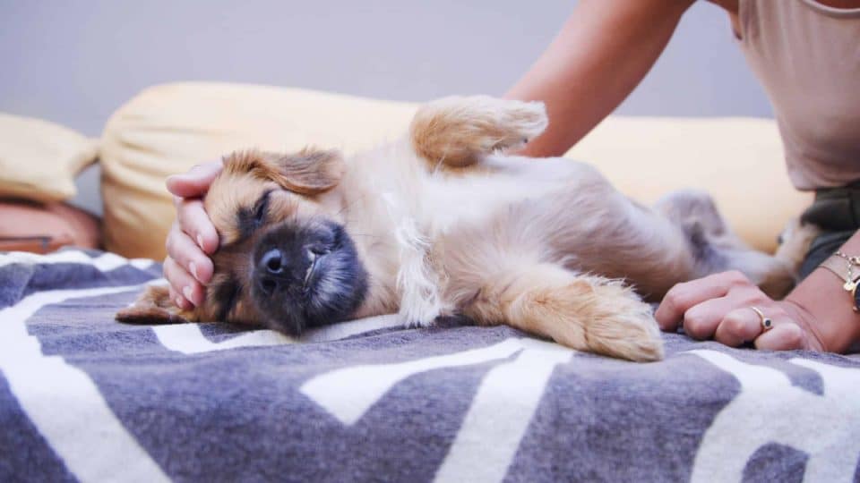 12 raisons derrière les gargouillis de votre chien