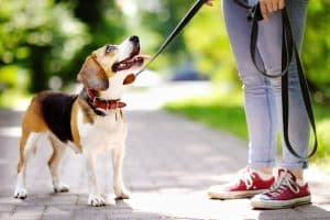 Dog looking happy with their dog walker