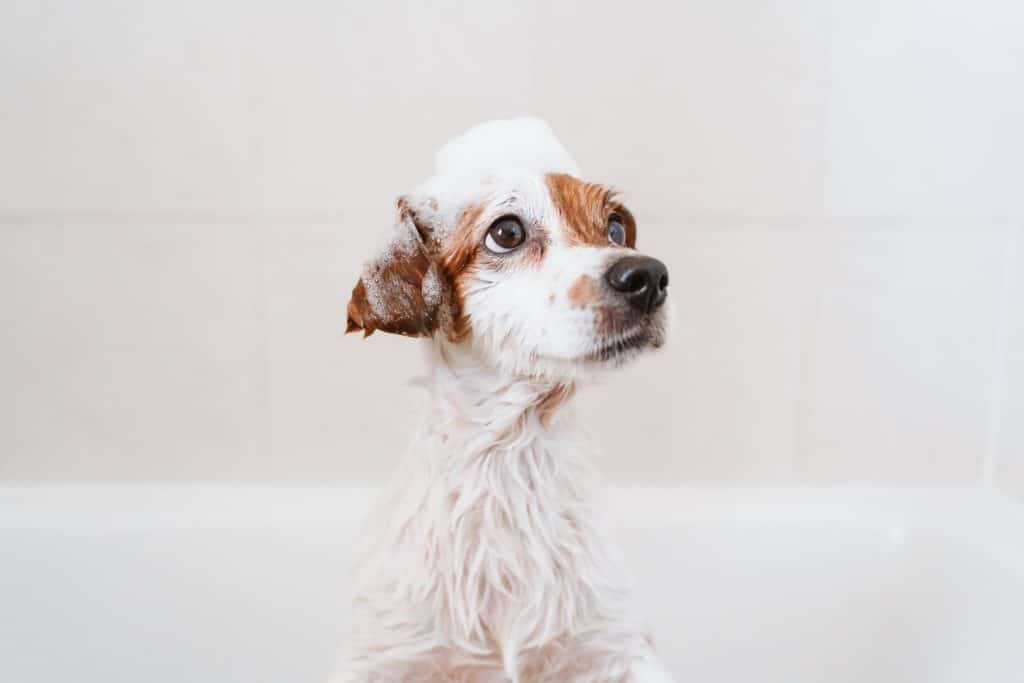 Un perro con zoomies durante el baño