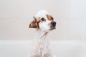 A dog with zoomies during bathtime
