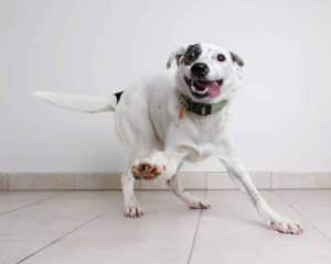 A playful dog with the zoomies