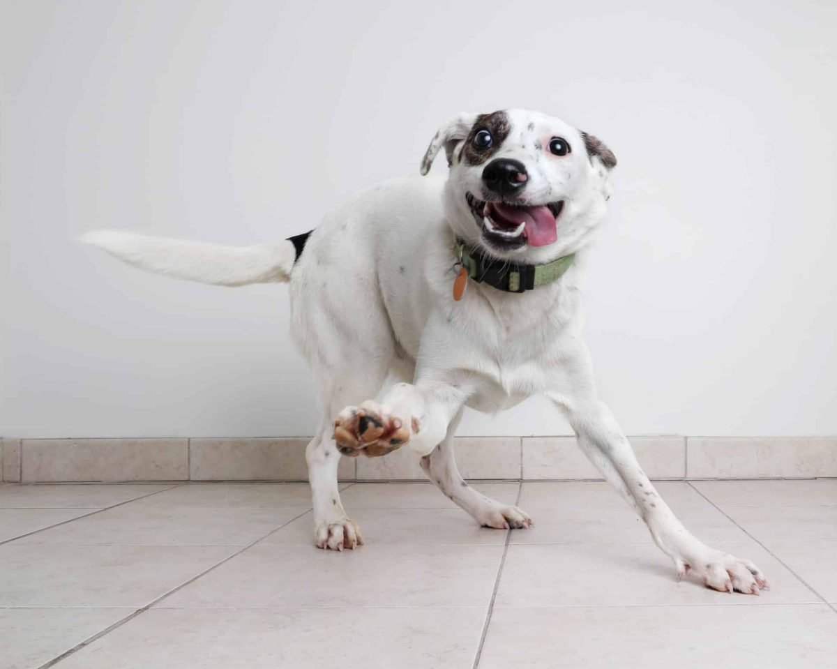 Dog Zoomies: 9 Reasons Run Around & How to React