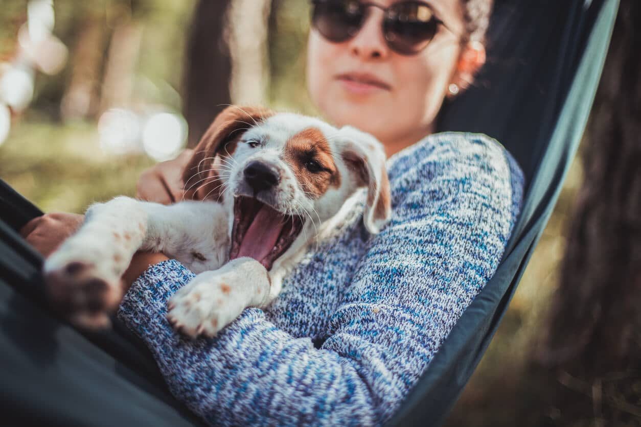 Bonheur, stress, ennui... Pourquoi mon chien bâilletil
