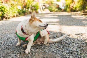 Dog sitting on pavement scratching ear