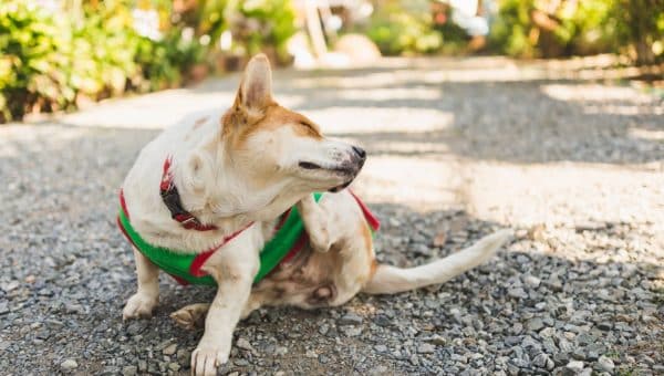 Dog sitting on pavement scratching ear
