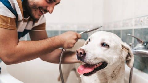 Dog happy and crazy during and after bath time