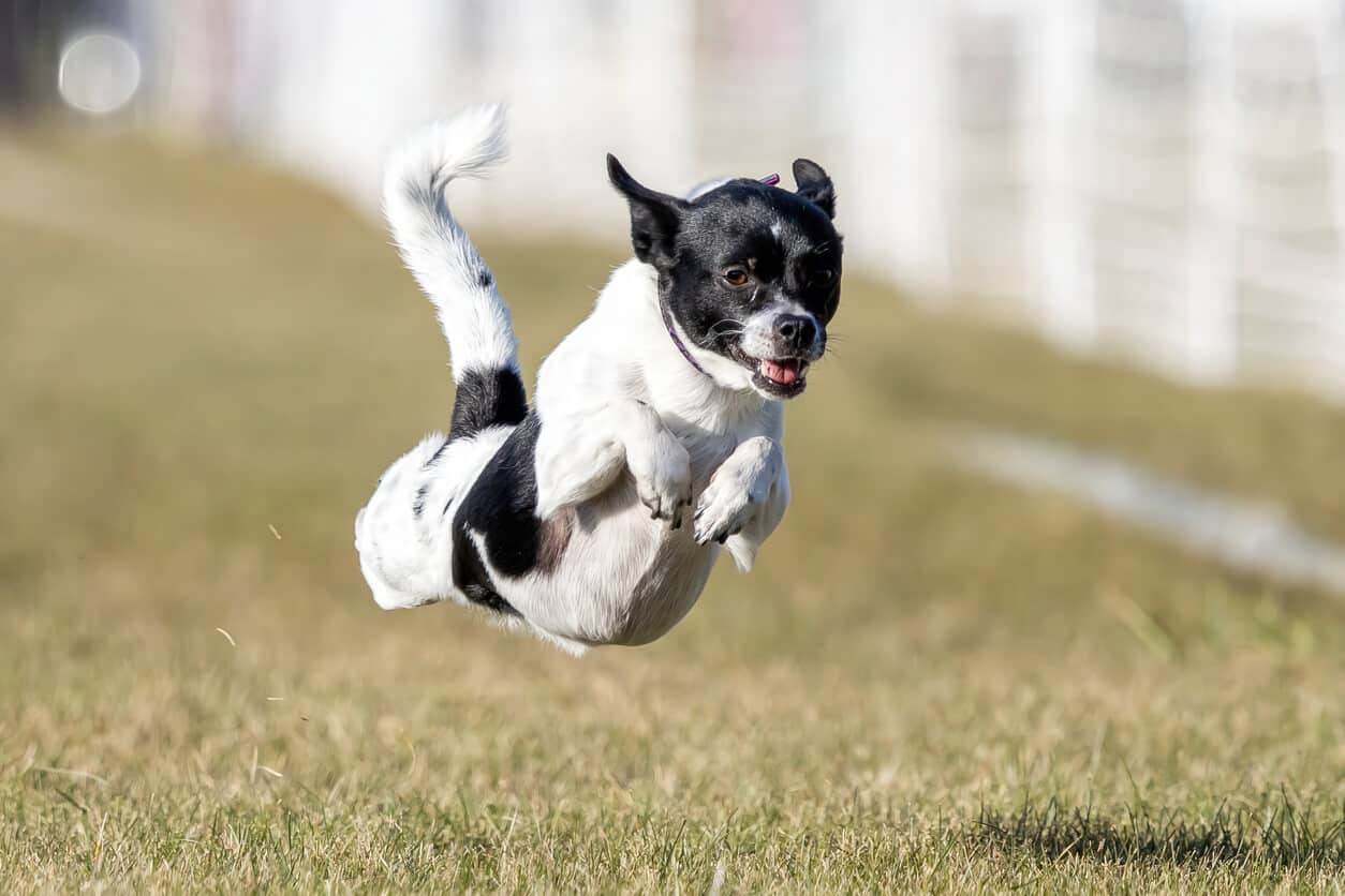 Waarom krijgen honden de zoomies?, image size:1254x836
