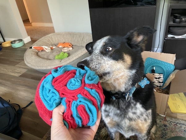 Cattle Dog sniffs multicolored fabric snuffle ball.