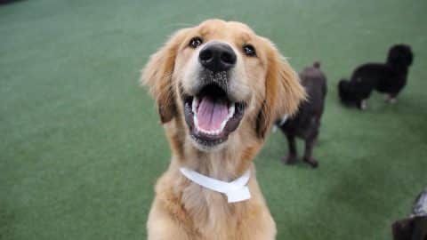 Dog at daycare with astroturf in background