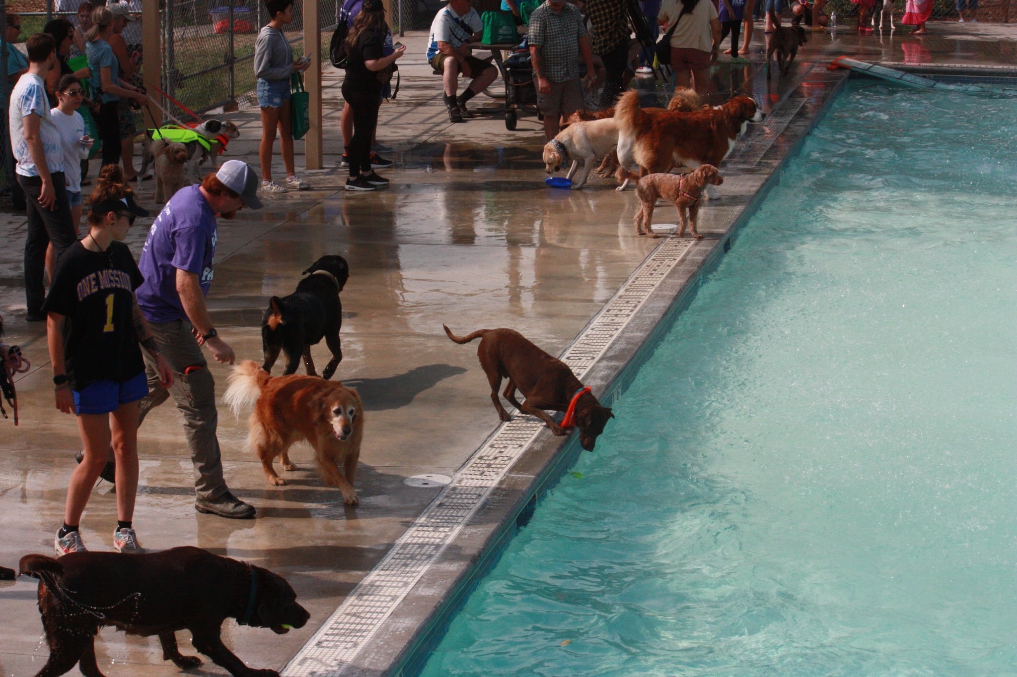 End Summer With a Splash at a Doggie Swim Day