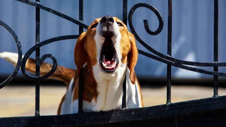 Beagle barking behind metal wrought fence