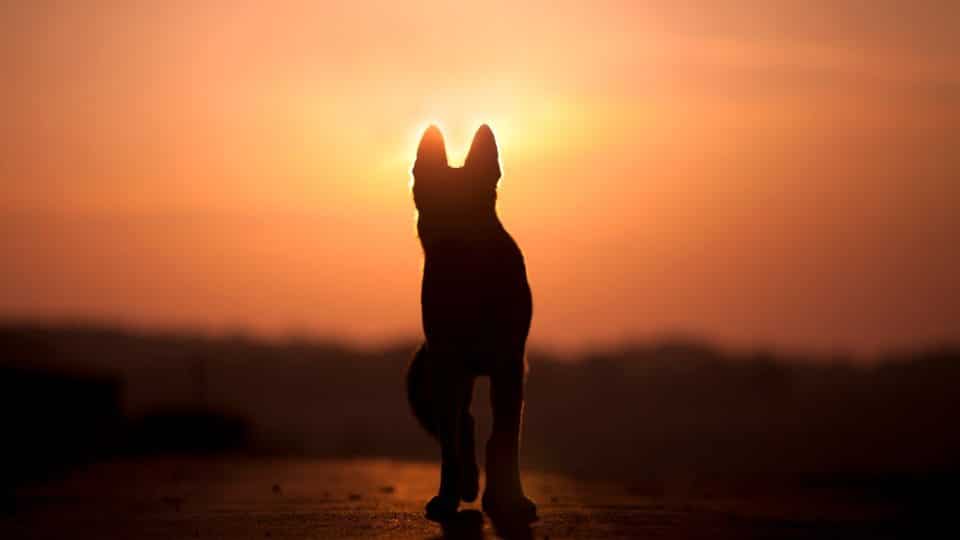 Wolf dog standing on hill at sunset