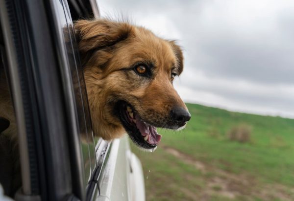 Dog drools while hanging head out of car window