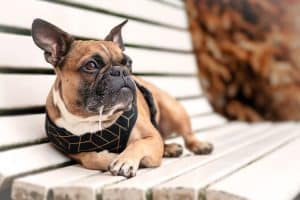 French Bulldog sits on bench drooling